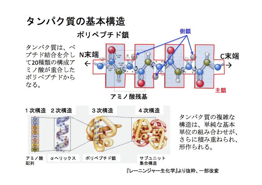 タンハ？ク質．ｊｐｇ