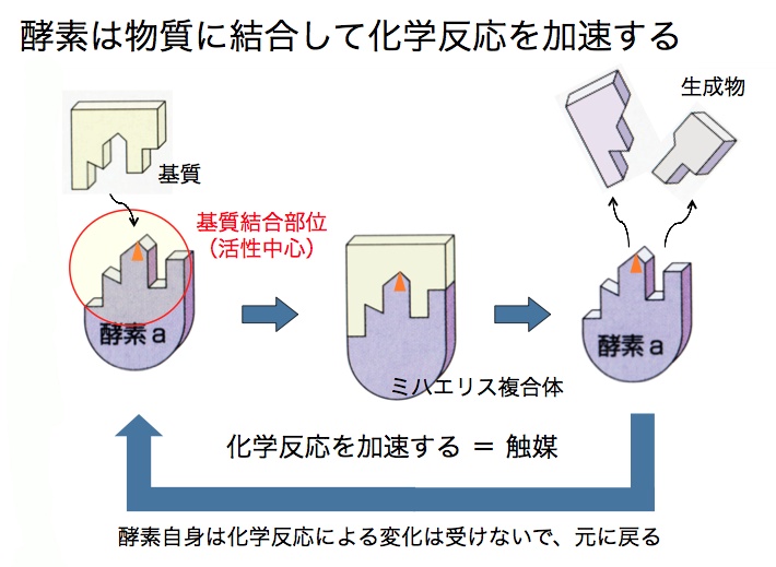 酵素.jpg