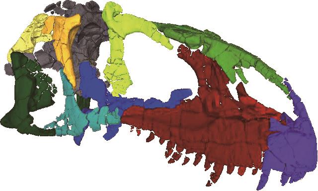 アロサウルスの実物頭骨をCTスキャン