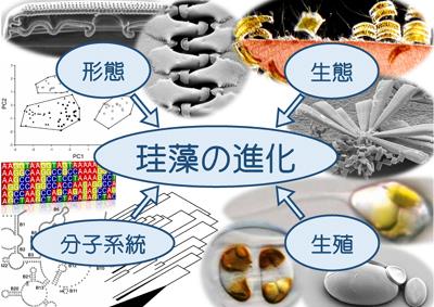 珪藻進化に関する研究