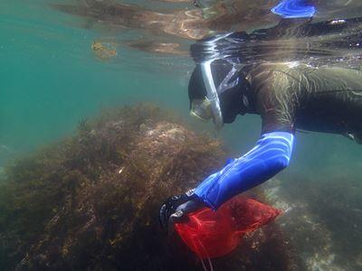 卒業研究で海藻の調査をしているところ