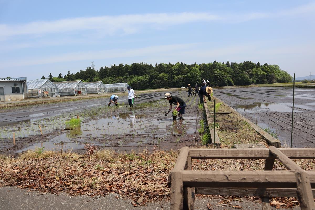 田植え