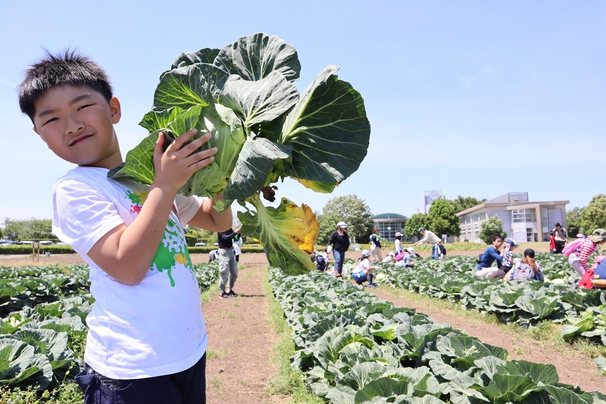 小学生が収穫