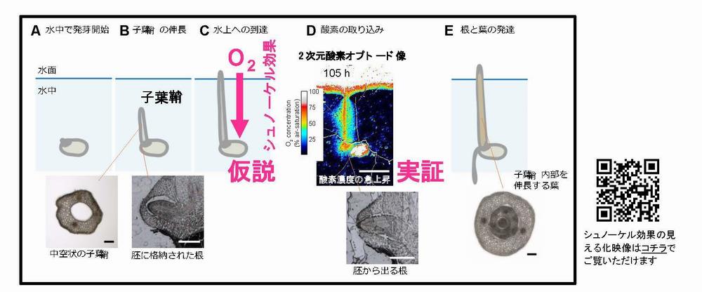 シュノーケル効果説明画像