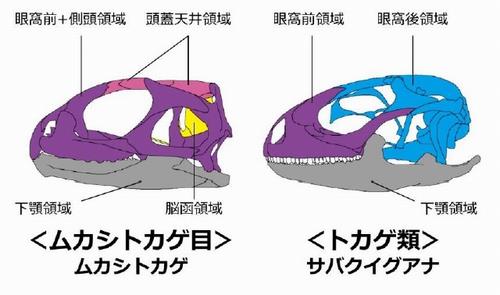 ムカシトカゲ目とトカゲ類の頭骨における骨要素のまとまり方の違い