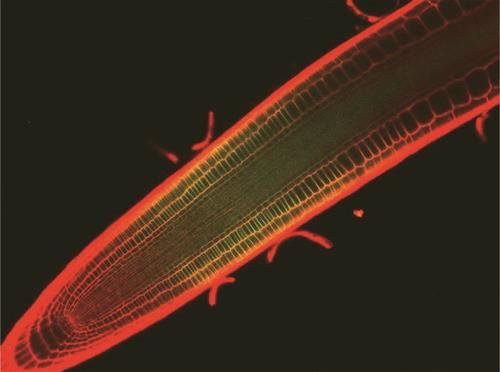 植物分子機能学分野