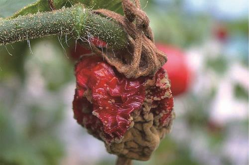 植物病理学分野