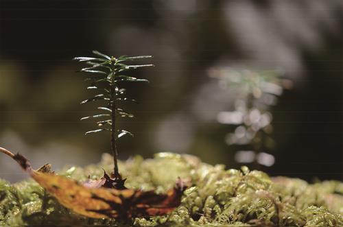 環境植物学分野